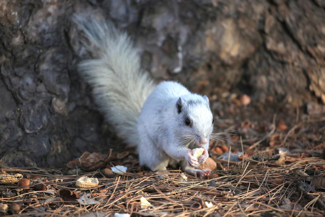 沈阳北陵公园惊现白色小松鼠