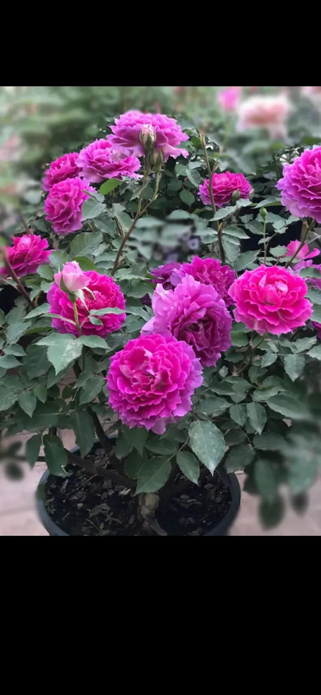 晒一张你拍的花