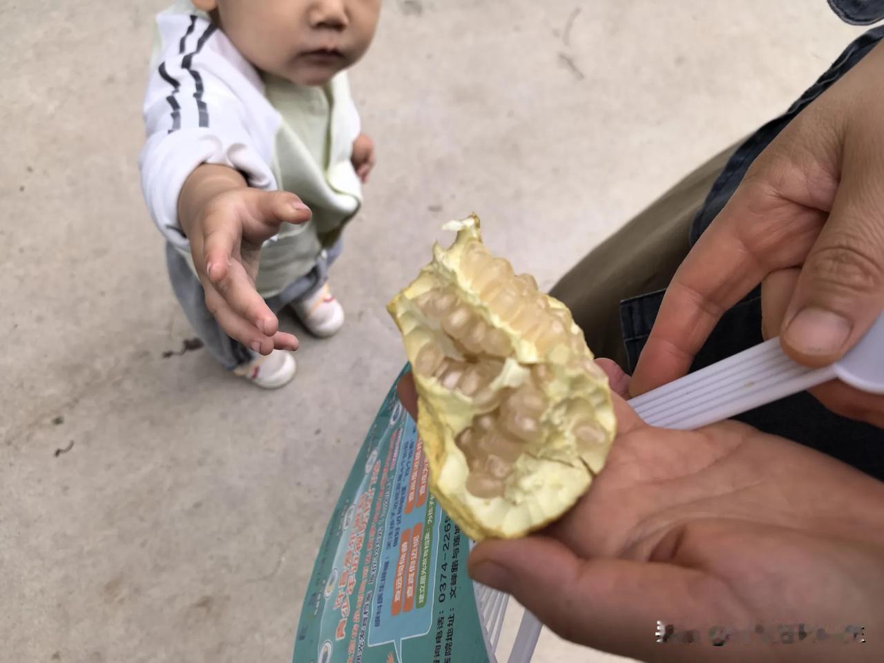 我们在这儿忙着出花生，刚会走路的侄孙在一边儿帮倒忙：放到袋子里的花生，他给抓出来