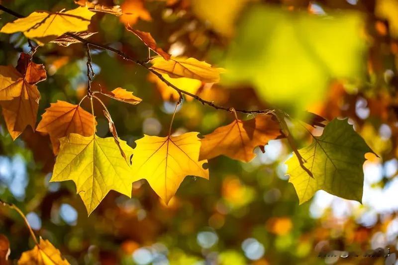 看到“秋霜催黄叶”这个上联，一下子就被带入了秋意浓浓的画面。上联描绘出秋霜降临，