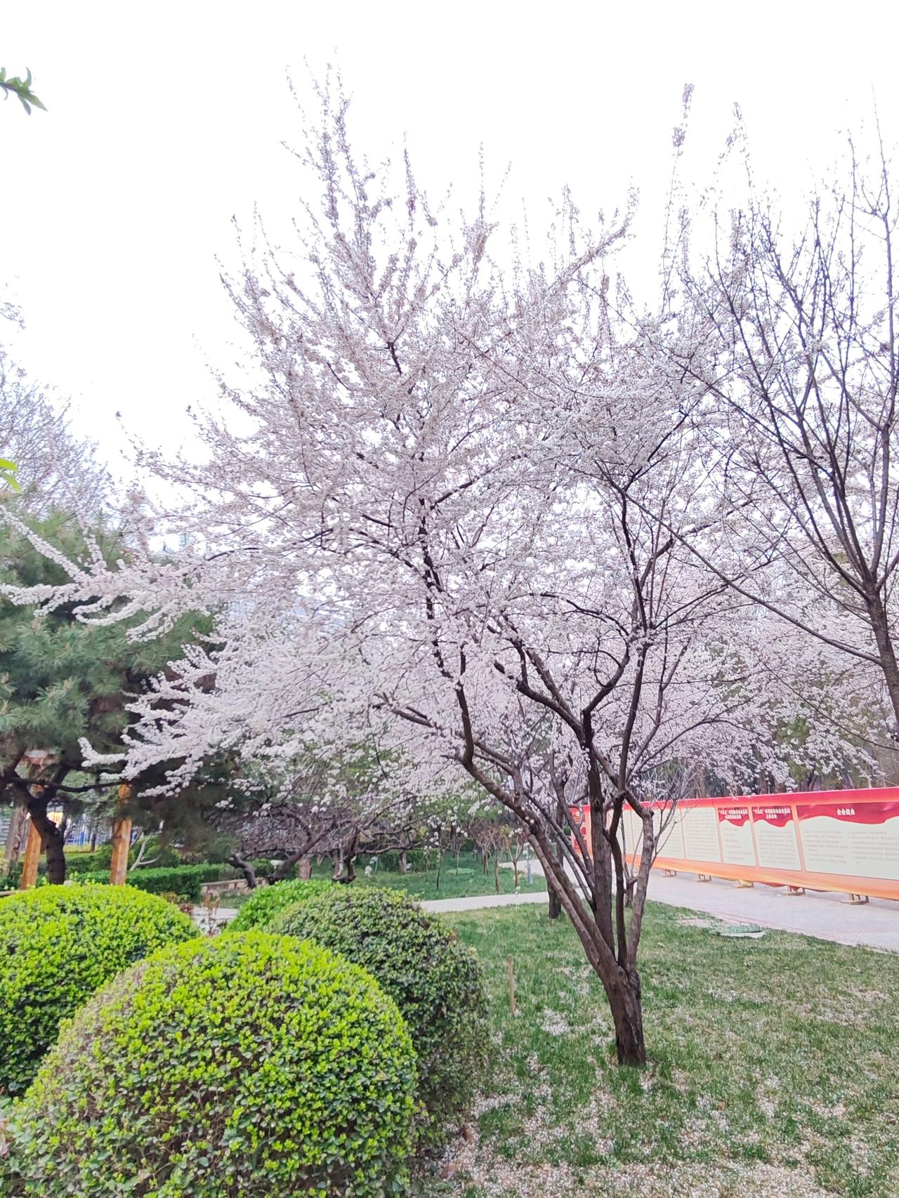 白李玉树技琼，粉李胭脂霞红。玉兰飘逸灵动，紫荆奔放热情。海堂翡中含翠，挑花娇面笑