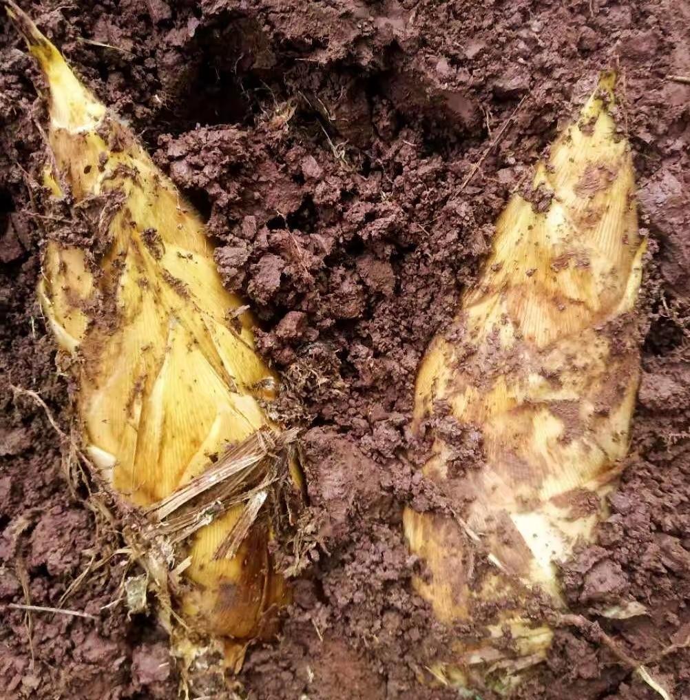 一个小小的冬笋，竟然给我上了人生最重要的一课。
​今天是腊月初一，老家挖冬笋应该