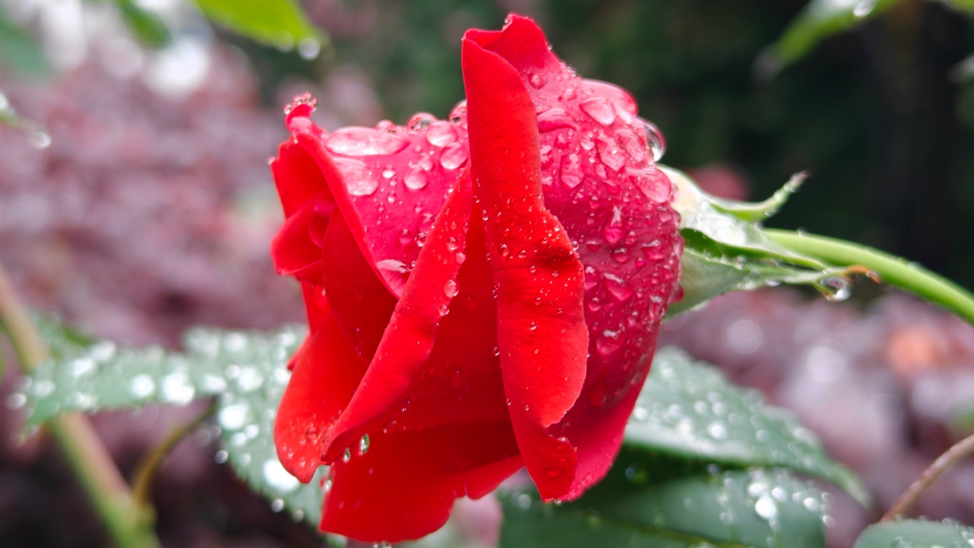 赶在夏天来临之前我遇见了书上的风景 一场细雨，为花园里的花朵镀上了一层梦幻滤镜。