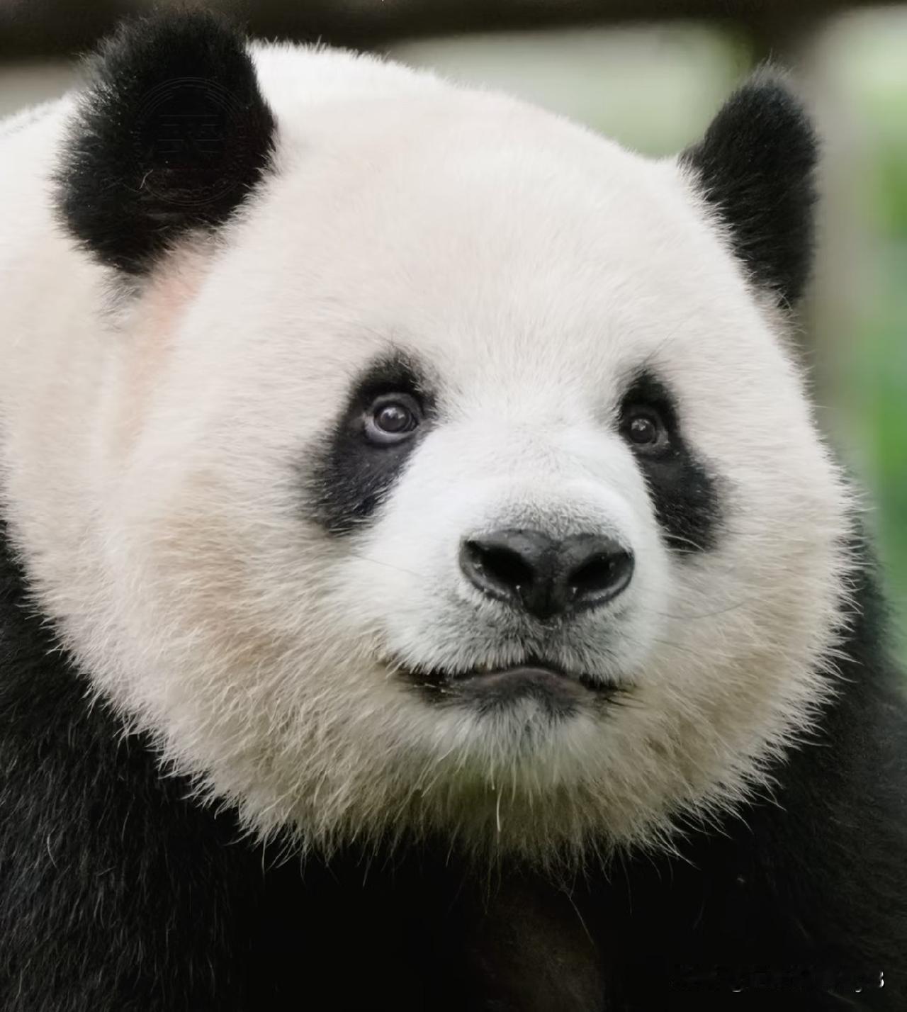 兰重重是不是永远都长不大啊？不日就要满七岁的猪儿虫怎么看着幼态十足呢？我几欲怀疑