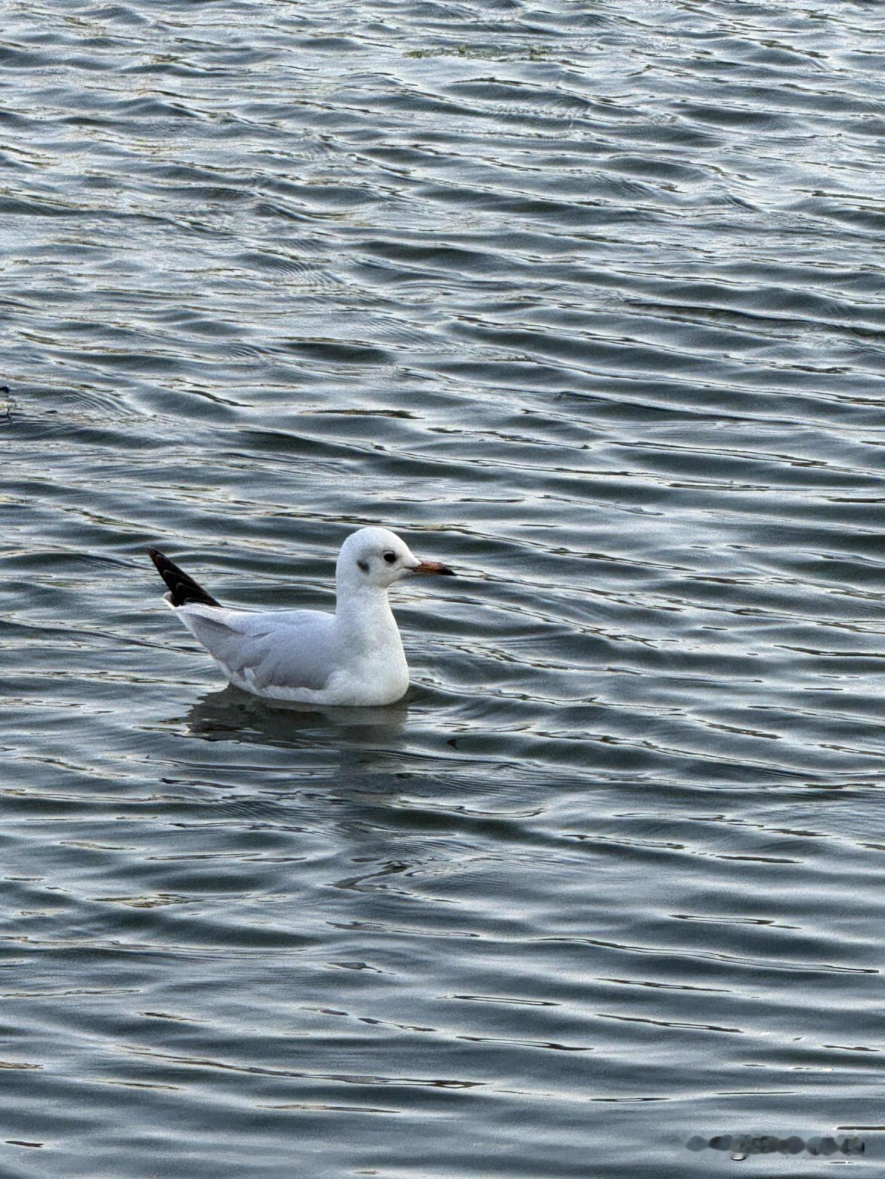 第三次来海宴村了，这次是奔着看落日去的。下午6点到达捞鱼河公园南门停车场，徒步进