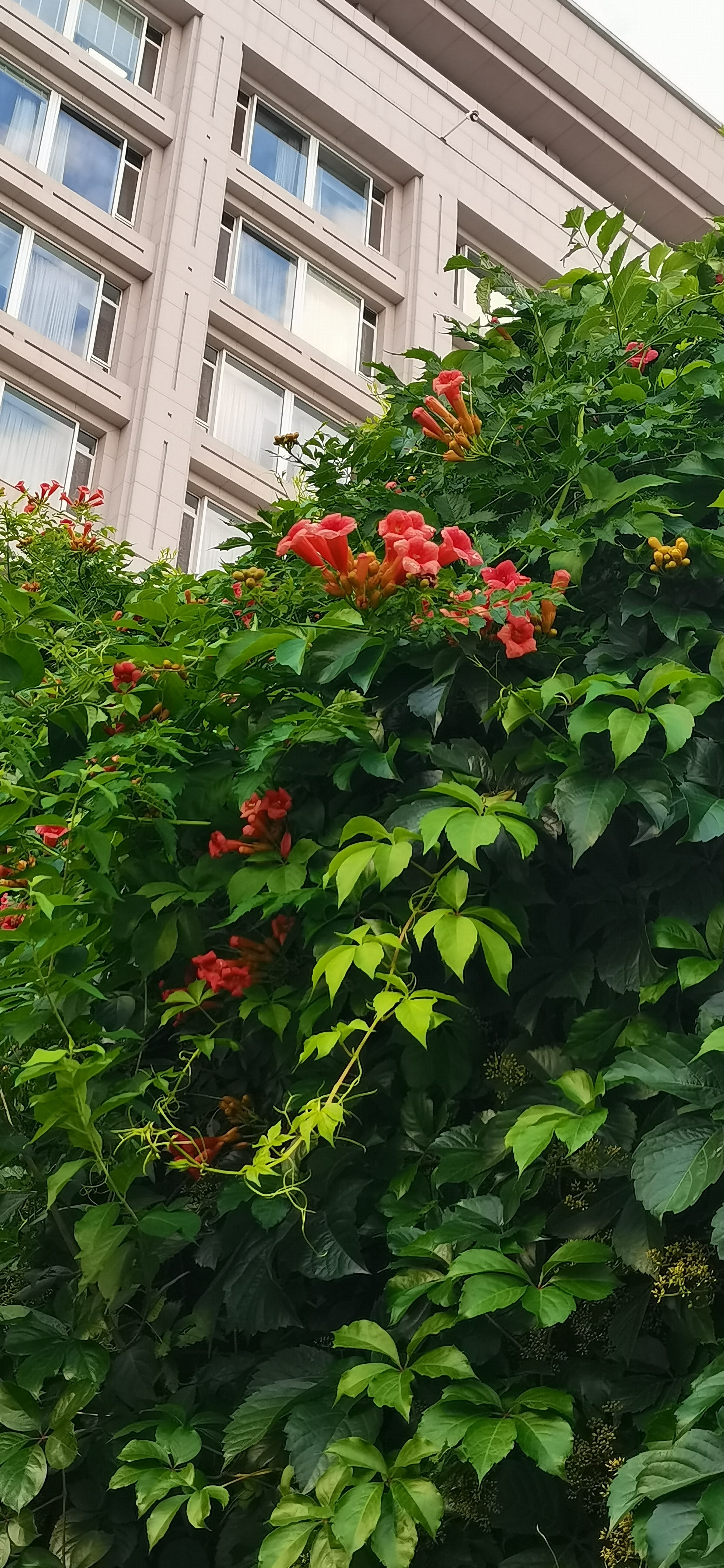 高考生物 每天在花墙下走，隐约知道这是啥花，可就是叫不出花名，突然被若淼老师一语