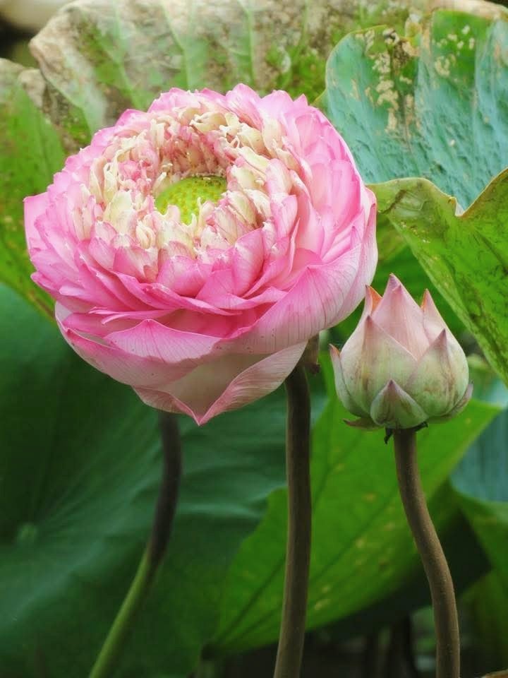 早安早安，看花开花落秋叶飘零，体味人情冷暖起落，任凭心事翻涌，仍守心底温柔。 