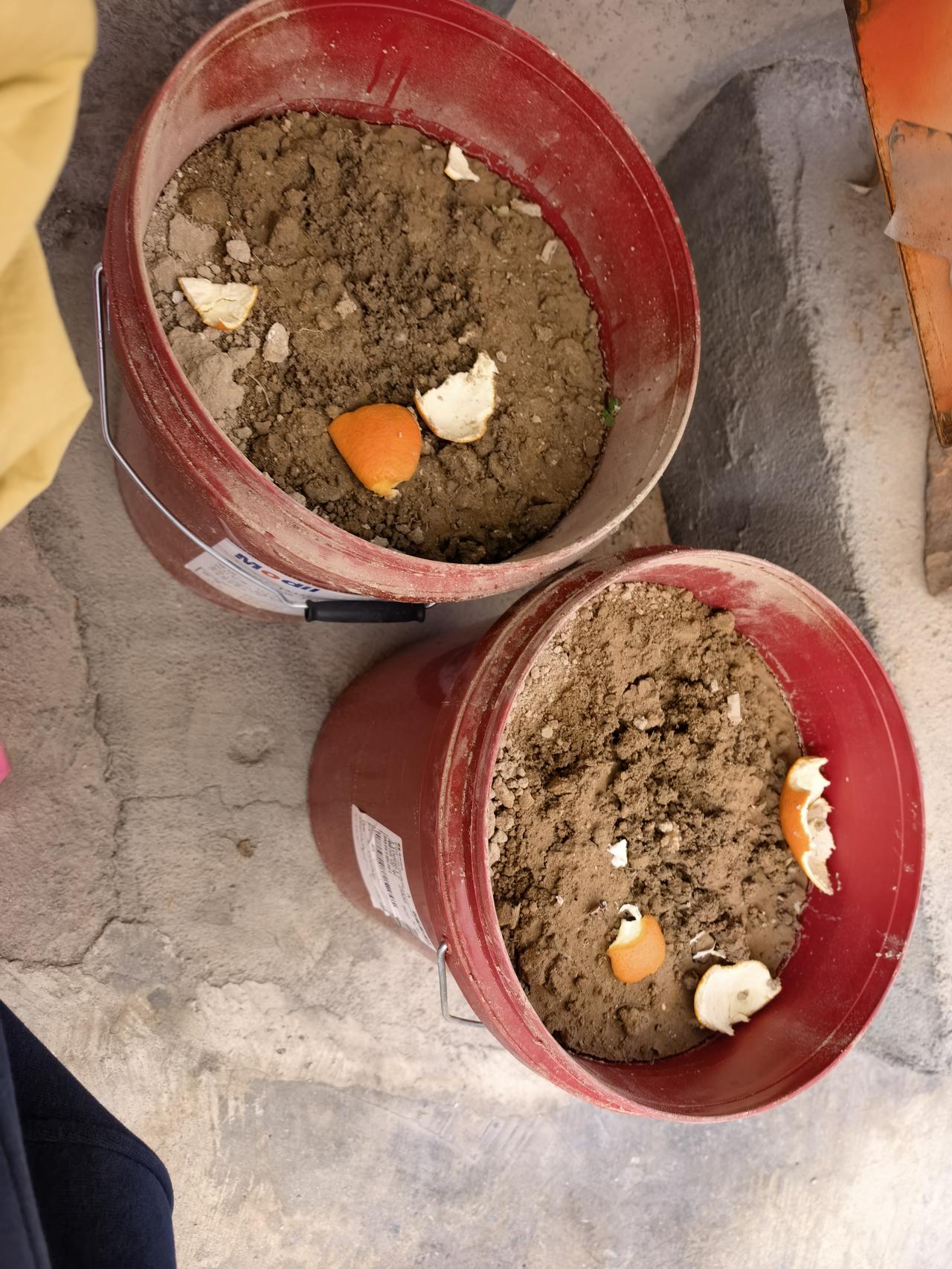 我打算种蓝莓了，不知道能不能成功？
前天我去街上买了一串葡萄和一盒蓝莓。
我买的