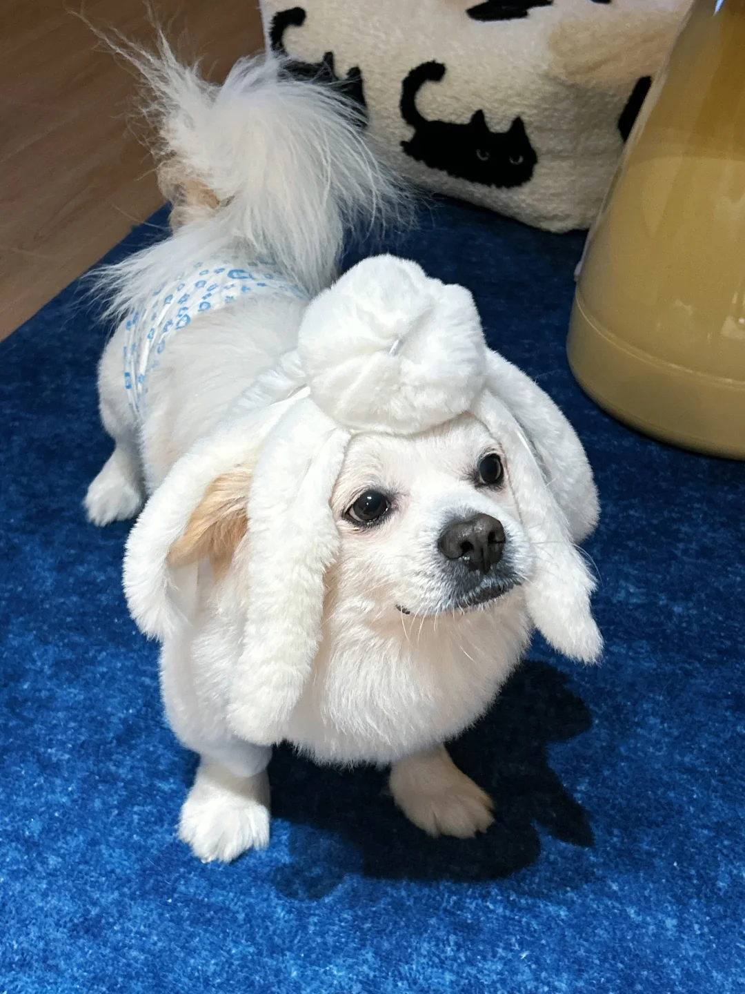 昨天竟然是世界小狗日！