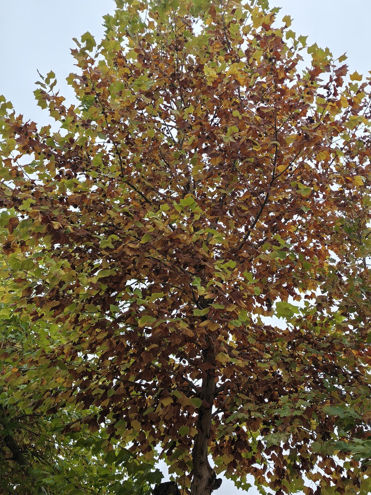 踩在秋天的“脆响地毯”上，我差点蹲路边哭出来
 
今早出门买豆浆，刚拐过单元楼，