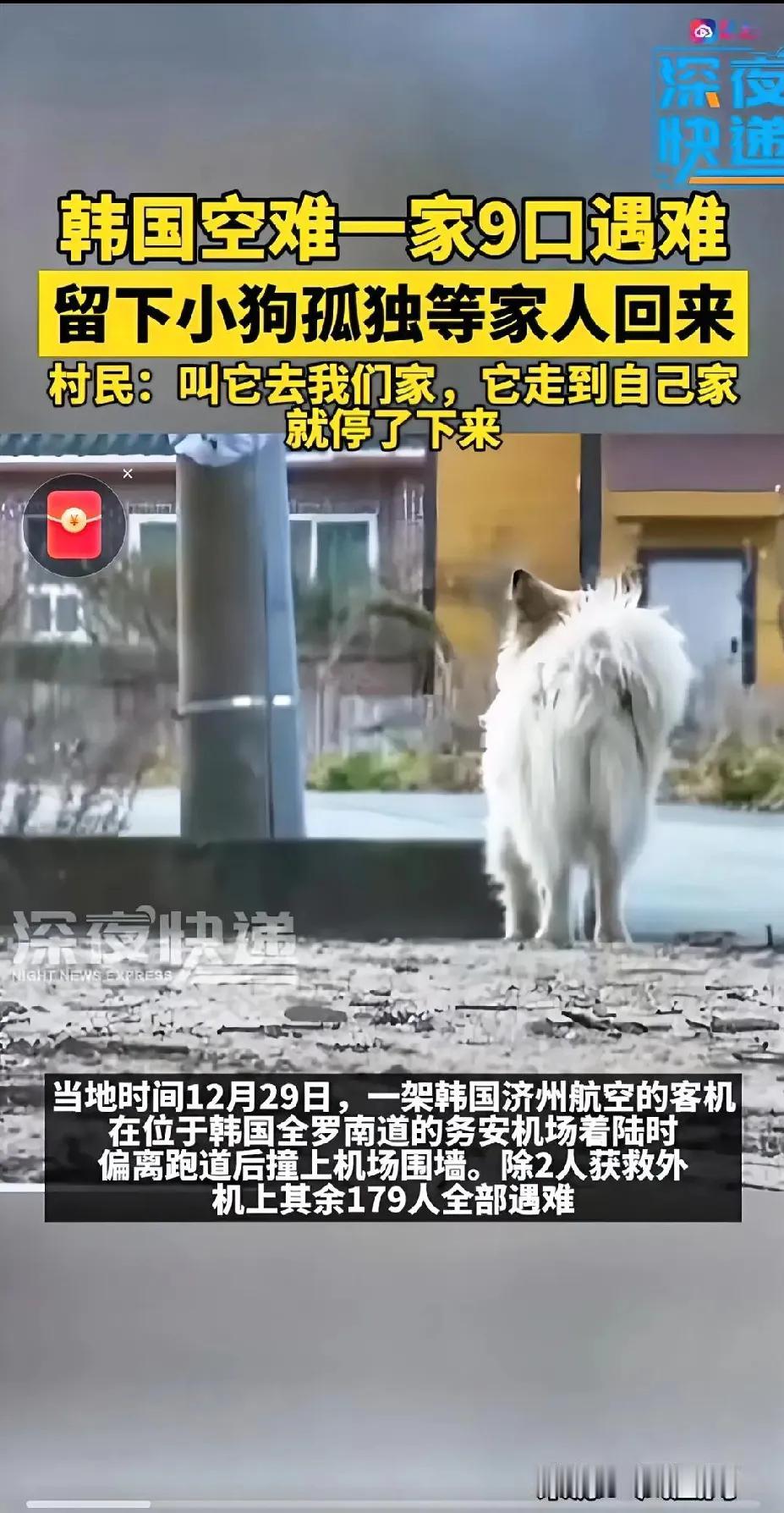 韩国空难致九口之家全部遇难，忠诚小狗苦守家门盼主人归期无望

在12月29日这一