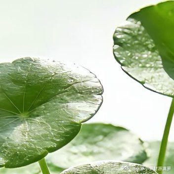 家人们，这款铜钱草真的是懒人福音！水培土培随便搞，遇水就能活，根本养不死！圆圆的
