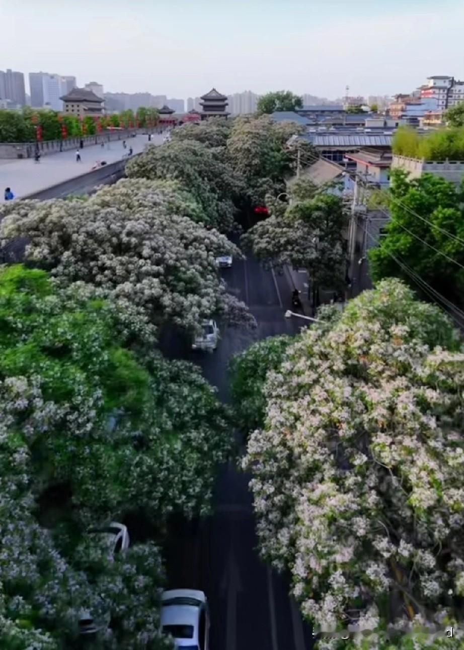 长安槐香，岁岁归期
 
五月的长安，风是温柔的信使，轻轻拂过千年城墙，捎来一缕清