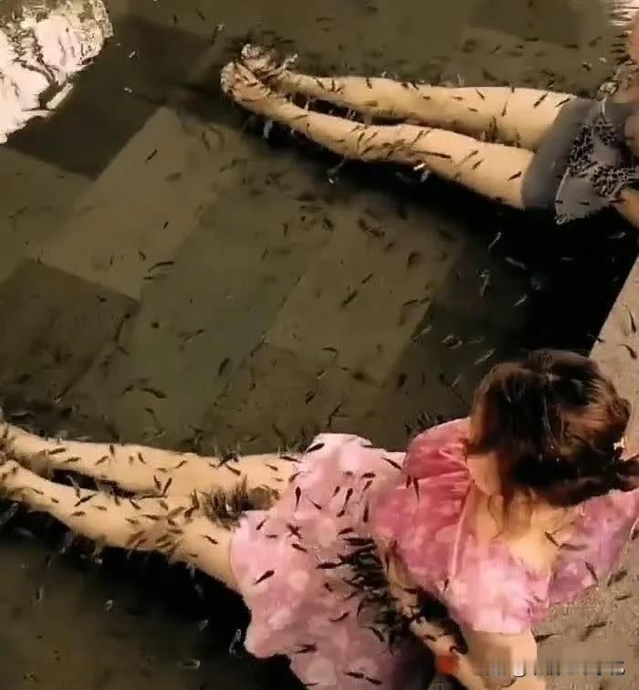 以前是花钱吃鱼
现在是花鱼玩鱼