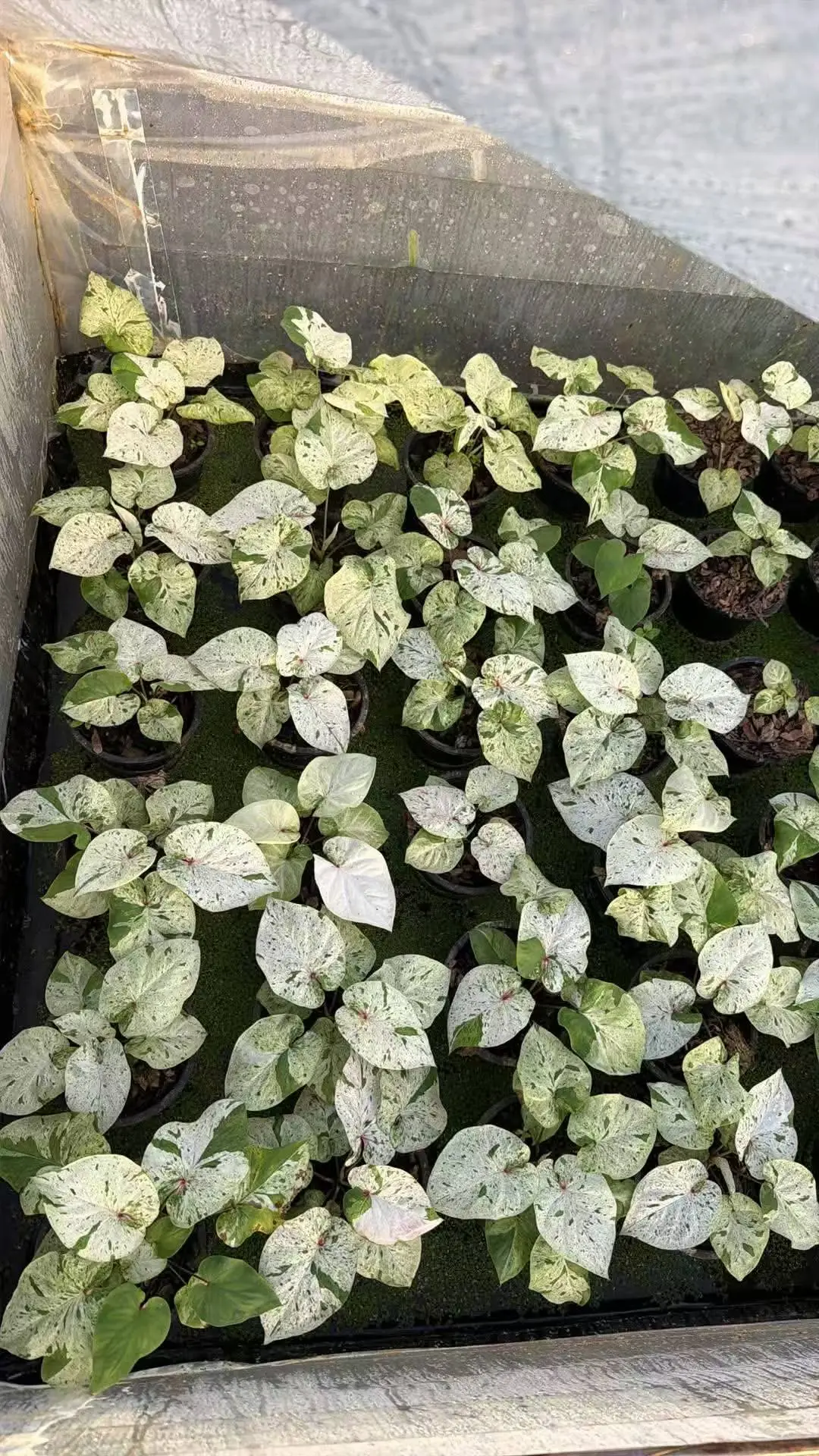 薄荷糖图片这批补仓