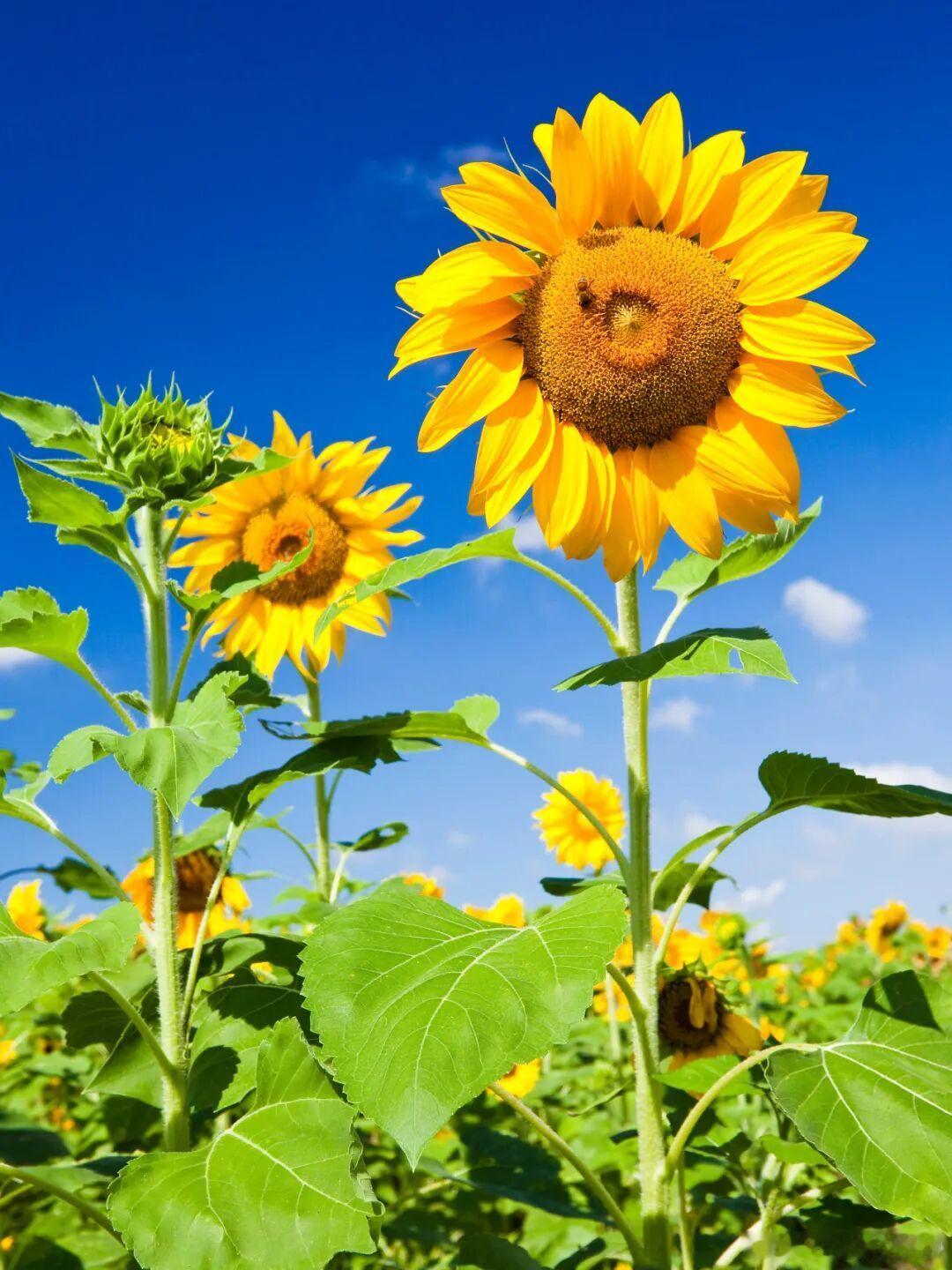 在这盛夏的热浪中夏至这位“青年”就像盛放的向日葵🌻🌻🌻🌻🌻他闪耀得如此