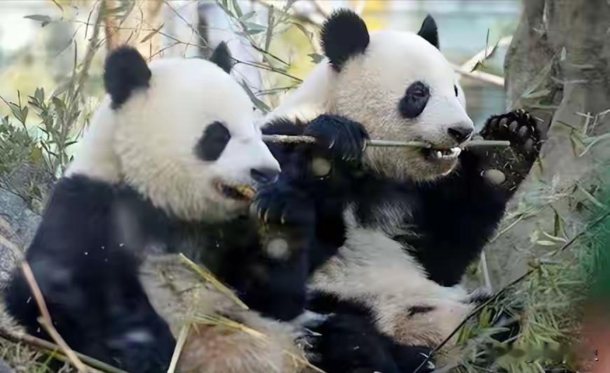 熊猫全打包回国！高市早苗狂言换300亿账单，日本彻底失去“国宝级邻居”

最后两