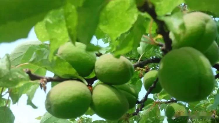 这些杏子看着就酸，牙倒！忍不住想吃。还是等它熟透了再吃吧！