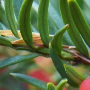 种植 🍂红豆杉的种植与养护方法一、种植条件（1）土壤选择：红豆杉生长需要排水良