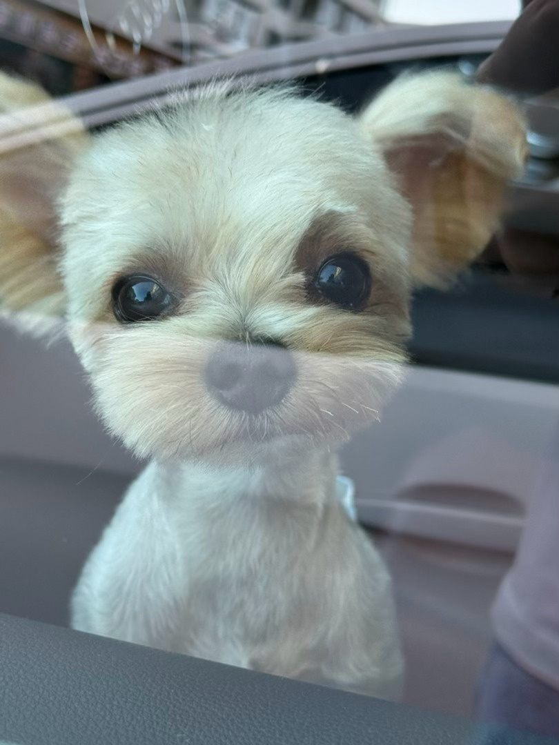 -[照相机]158块大洋全身洗护邋遢大王变精神小伙🐶  ​​​