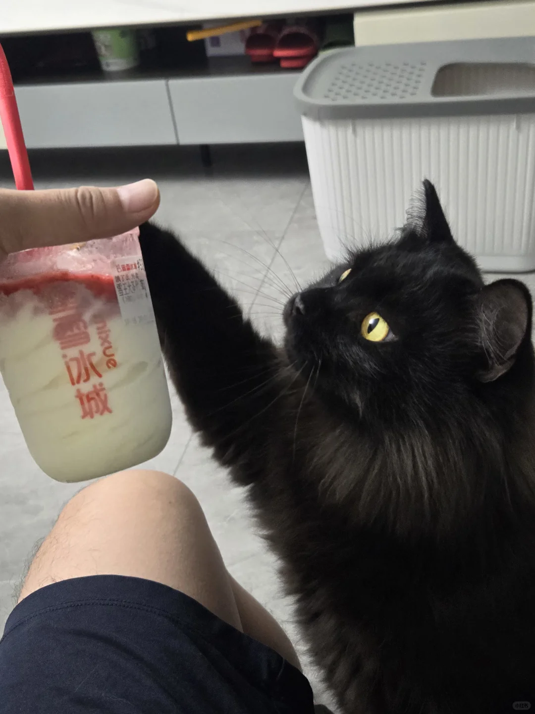 小猫咪美照放送