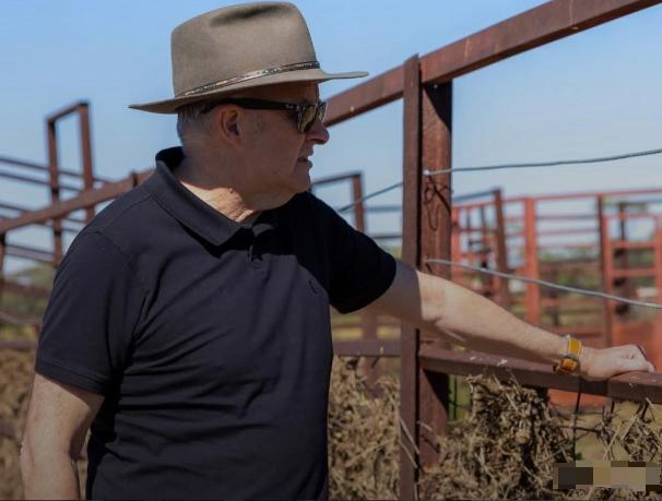 澳大利亚天塌了
在加拿大总理卡尼上周访华之后，一家中国进口商购买了一批加拿大油菜