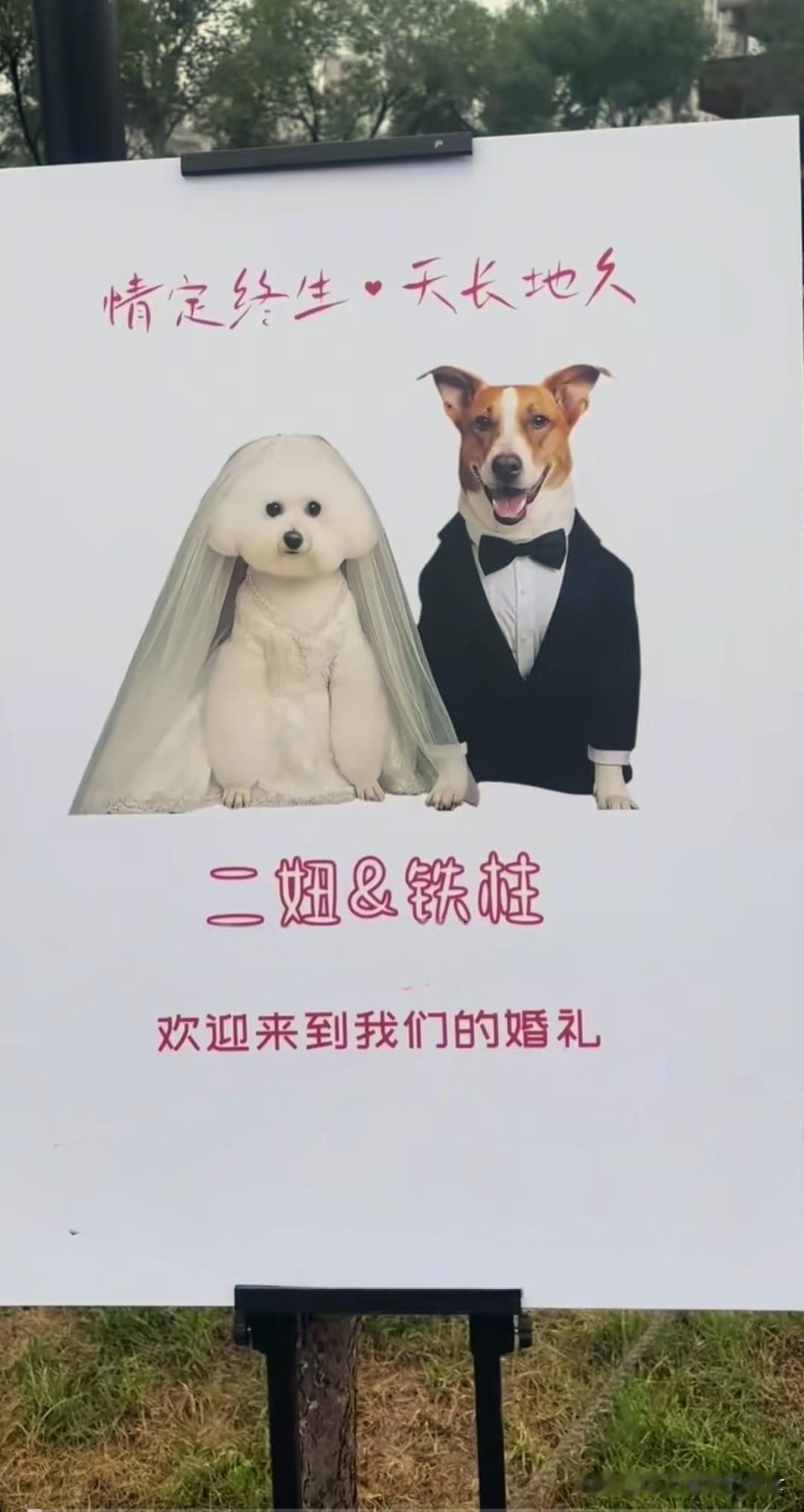你能想象吗？狗狗结婚也可以办一场豪华的婚礼。

在天津，一对狗狗就要结婚了。至于