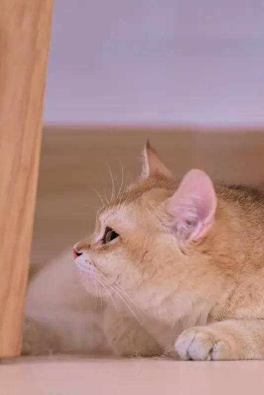 我翻了翻相册，第一个猫咪视频可太有意思了！视频里是一只橘猫，那圆滚滚的身子，像个