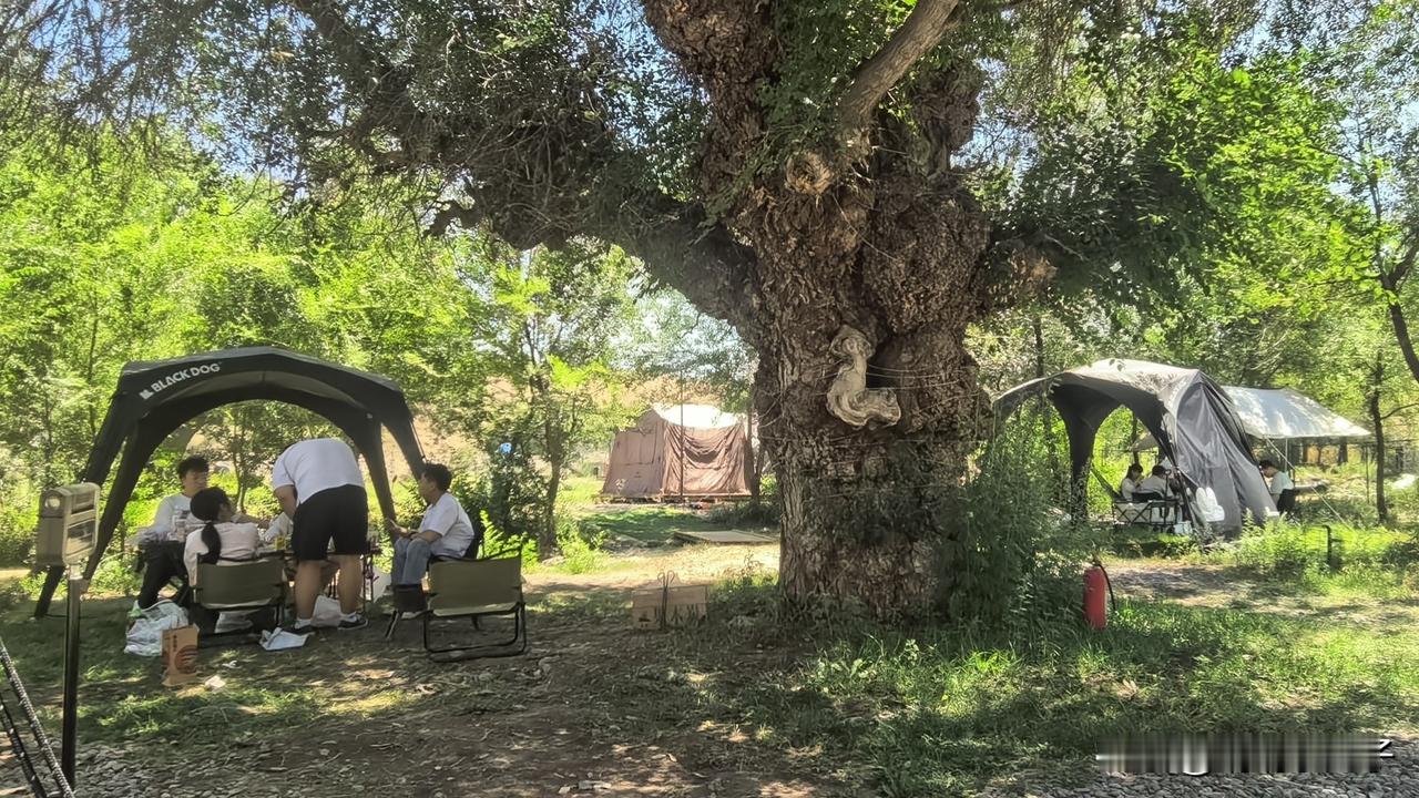 告别泛黄南山！乌鲁木齐新晋宝藏露营地，20块钱爽玩一整晚~
 
转眼迈入8月，南