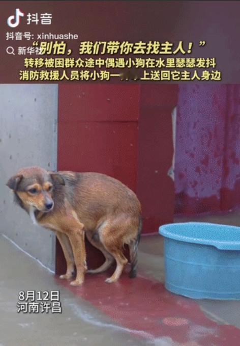 河南许昌，一只小狗在暴雨中瑟瑟发抖，看起来可怜又无助，一位转移群众的消防员看见后