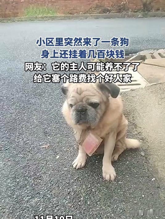 11月10日，湖南某小区出现一只挂有数百元现金的老年犬，疑似原主人为它寻找新家。