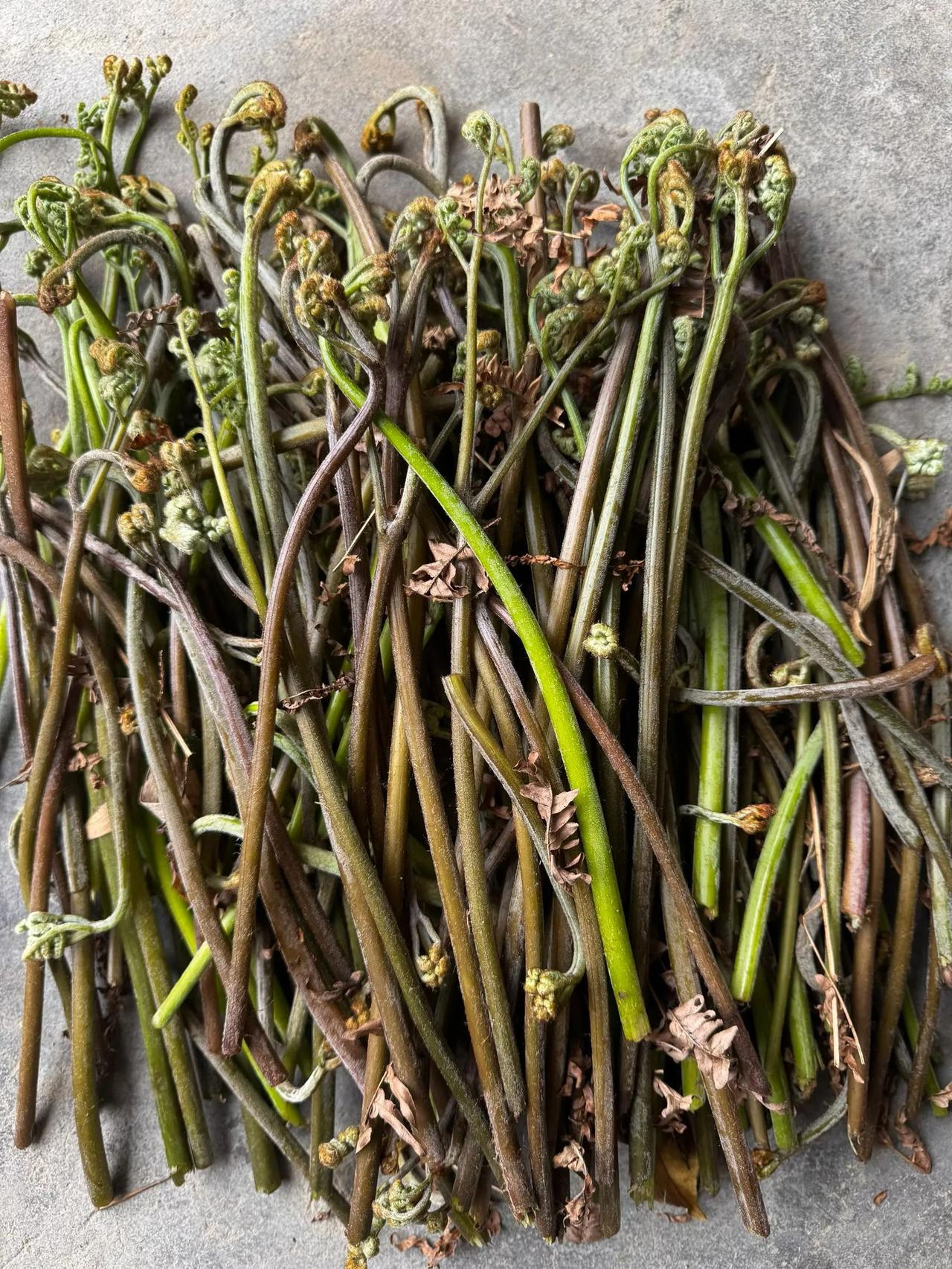 蕨菜，又名龙头菜，我们本地也叫狼鸡头。这种时鲜货、时鲜菜，您是否认识？
    