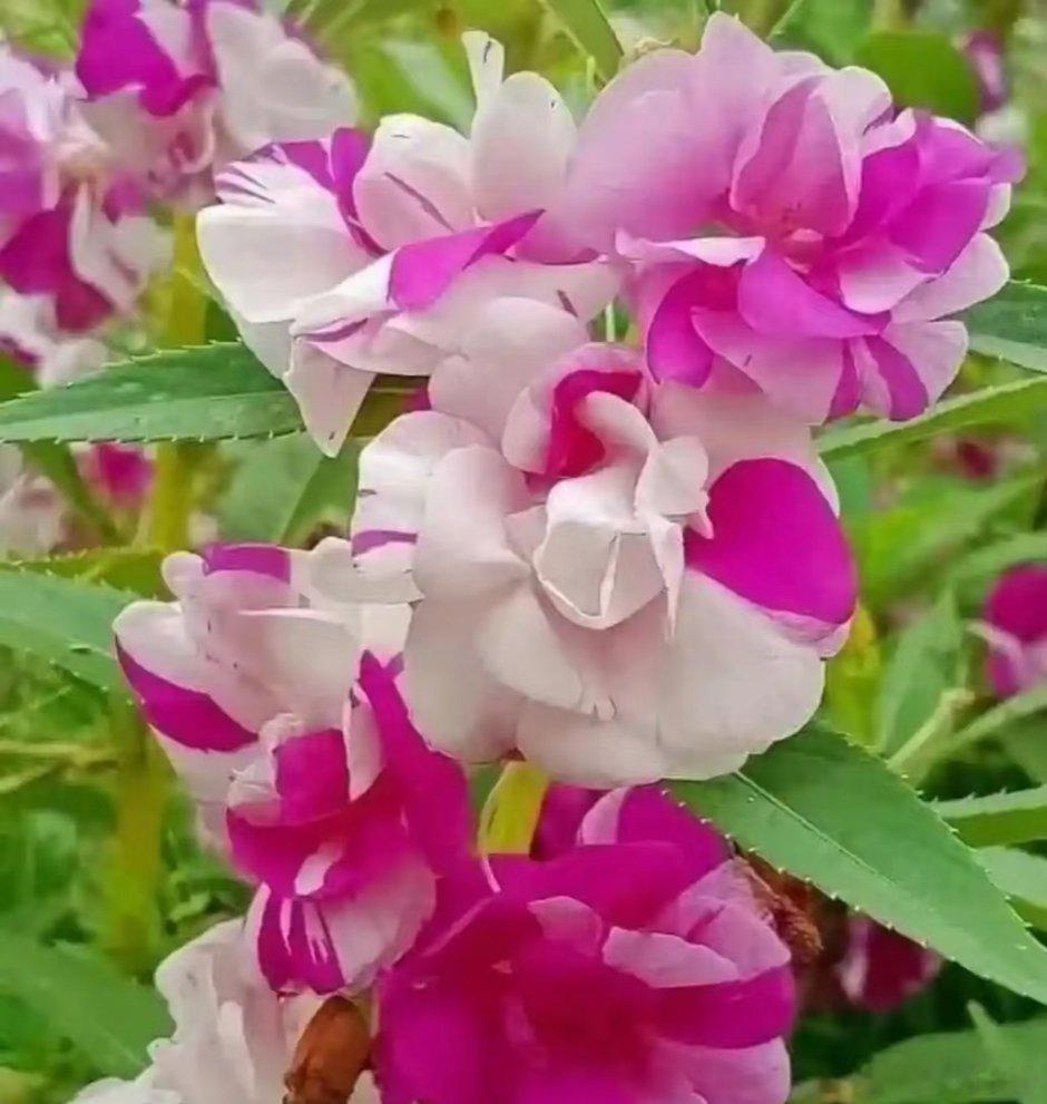 凤仙花宛如一抹灵动的亮色。它植株不高，却枝叶繁茂，翠绿的叶片宛如弯弯的月牙，边缘