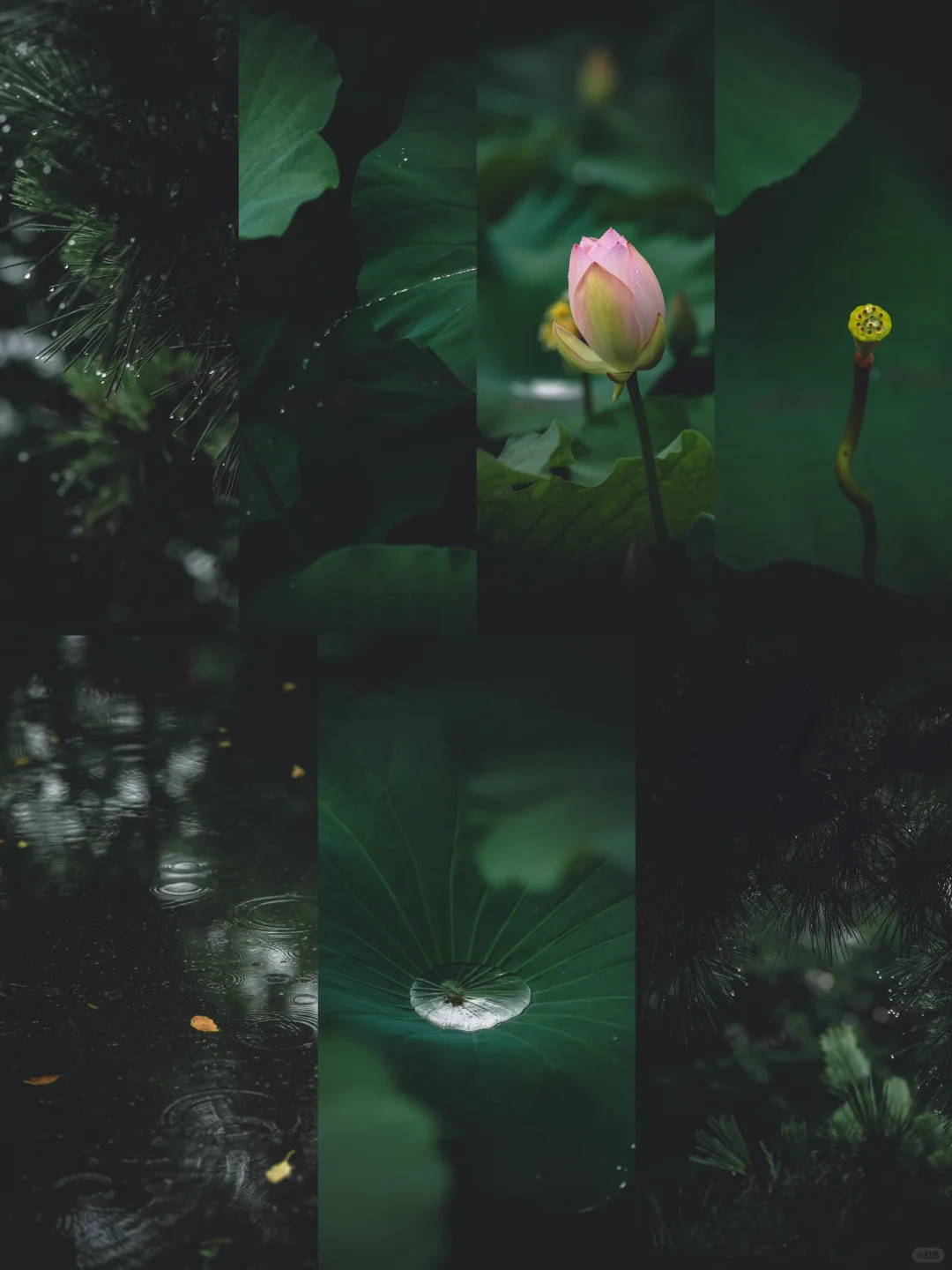 雨天是最好的滤镜｜初夏