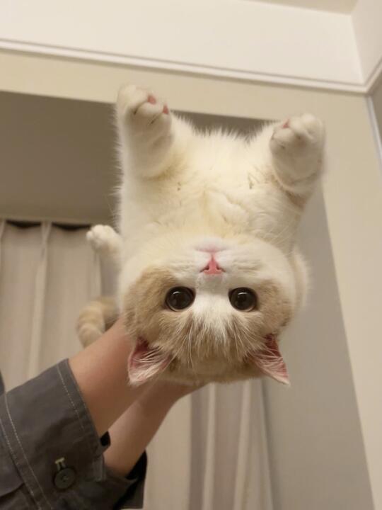 泥嚎～小猫书是这么发的吗？