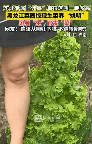 “这下真解释不清了！”黑龙江，一男子在菜园随手撒了把生菜种子，别的都老老实实贴地