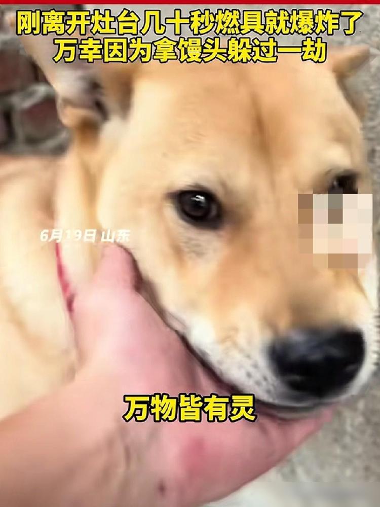 6 月 19 日，山东一男子在家煮粽子时，家里的大黄狗突然狂叫不止，主人以为是大