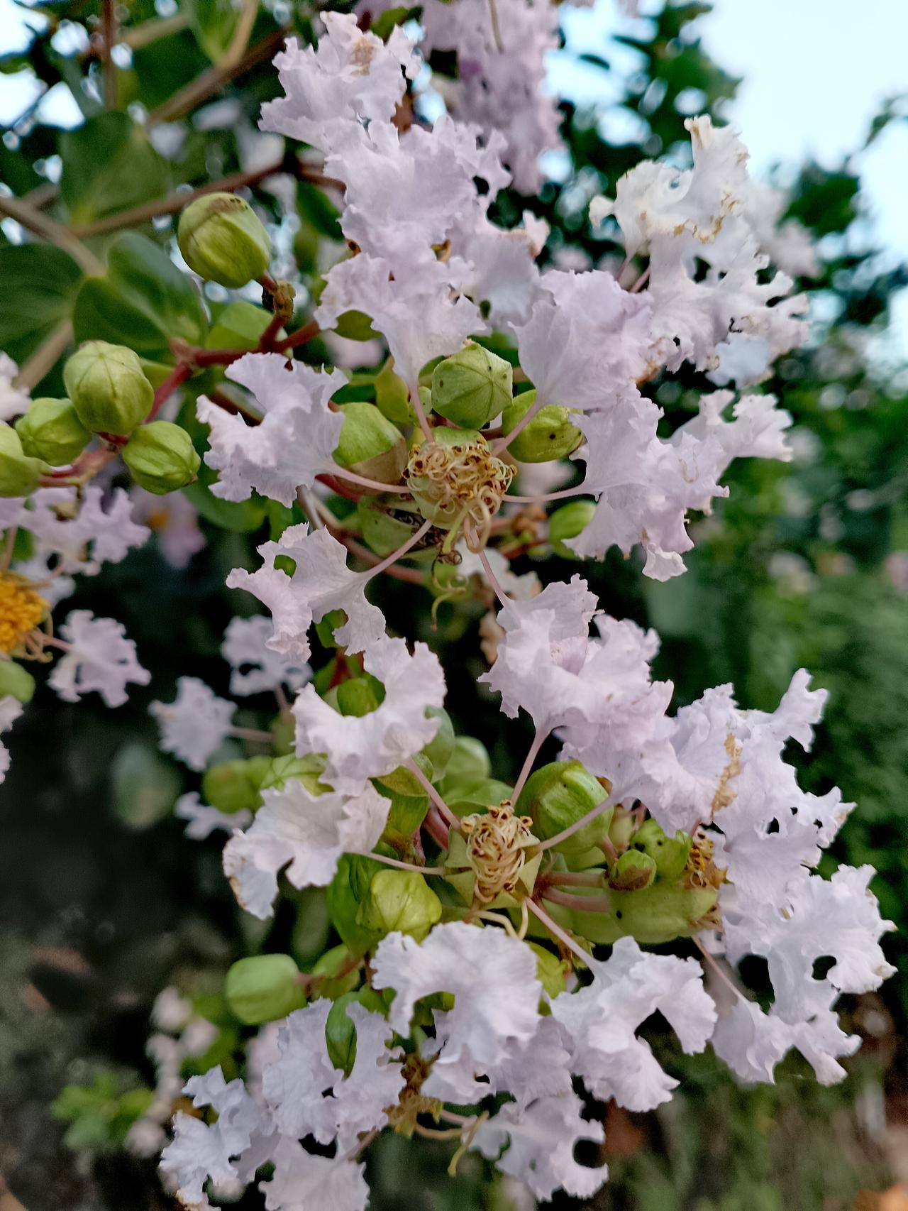 淡白紫薇花瓣轻柔卷曲，簇拥着青嫩果荚，雅致温婉，尽显夏日独有的清雅韵味。
