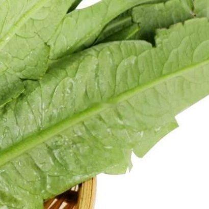 油麦菜的种植方法一、选容器：深度15-20厘米的花盆或长条盆。二、准备土壤：选择
