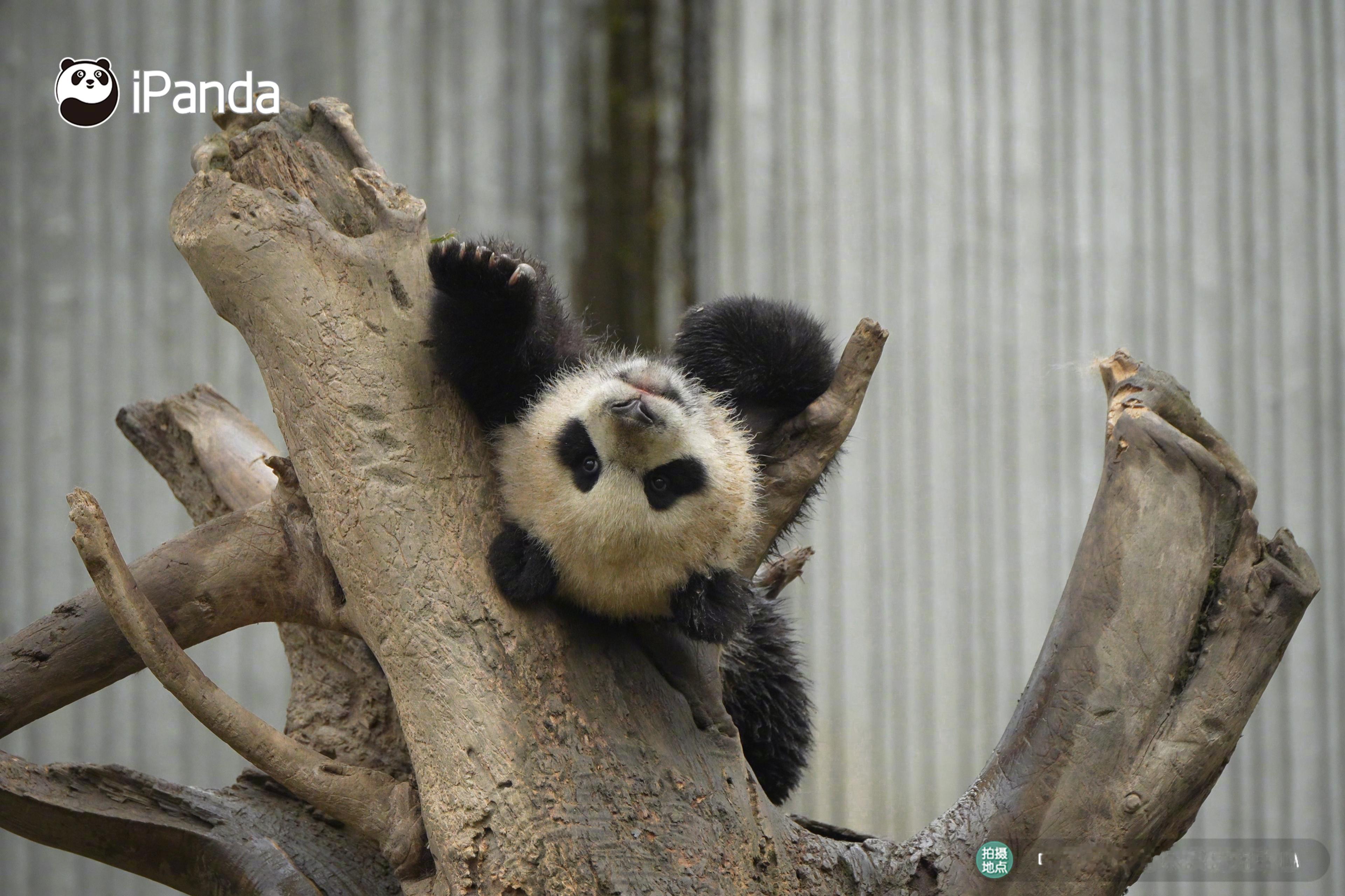 🐼ᖰ ˙ỏ˙ ᖳ  ：倒着看这个世界，会不一样吗？熊猫趣图 大熊猫水秀崽 ​​