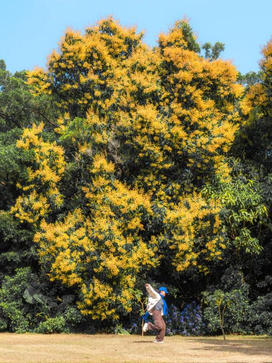 在深圳！我最爱的5️⃣条春日赏花路线🌼