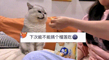 这个视频我看了好几遍，真是给我笑坏啦。
主人搁那儿美滋滋吃榴莲，还想着叫家里小猫