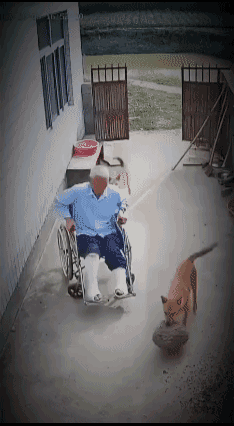 狗子你等我腿好了的