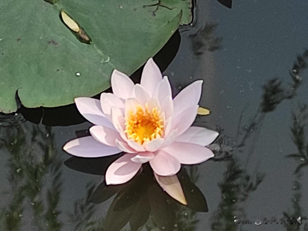 一花一世界，
一笑一尘缘。
一点禅心一朵莲，
一笑一念心清净。
莲在水中静，心于