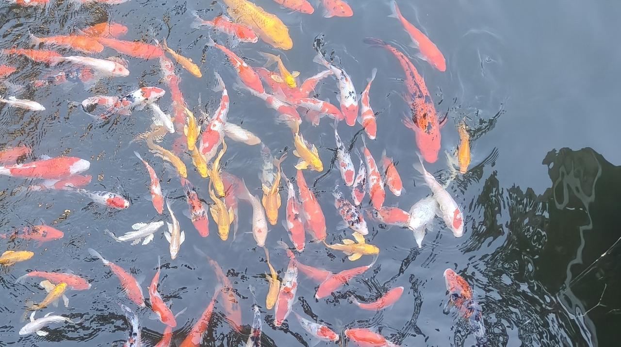 数伏天那可是别有一番韵味，“数伏天见之有万喜，金玉满堂”这话听起来就超带感。入伏