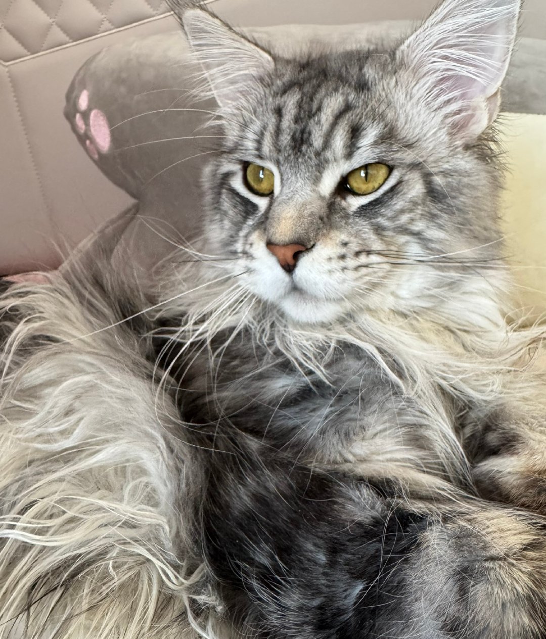 小猫交换猫名片高冷但粘人、干饭积极、不爱洗澡欢迎各位修猫私戳交换，以后一起称霸小