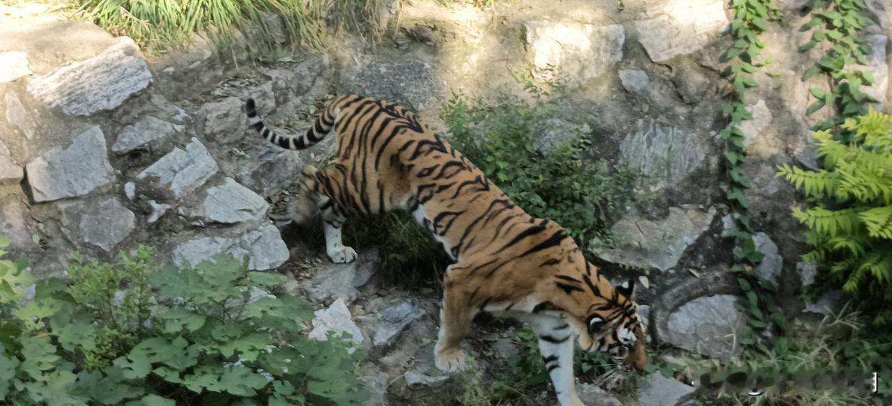 北京动物园里面有一只饿的瘦成“排骨”的小东北虎🐅，有能力的同学快想办法帮帮它。