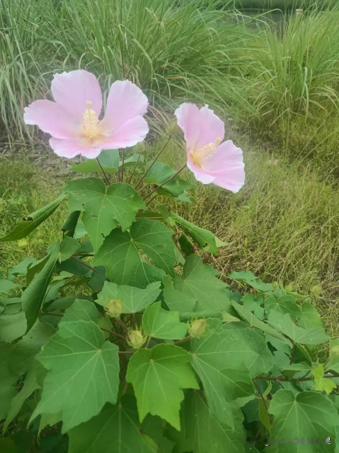 有人认识这个花是什么花吗？

明明我可以扫一扫就能识别这个花，就是不想扫[笑哭]