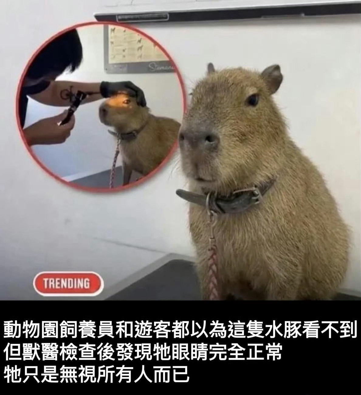 酷酷的豚 