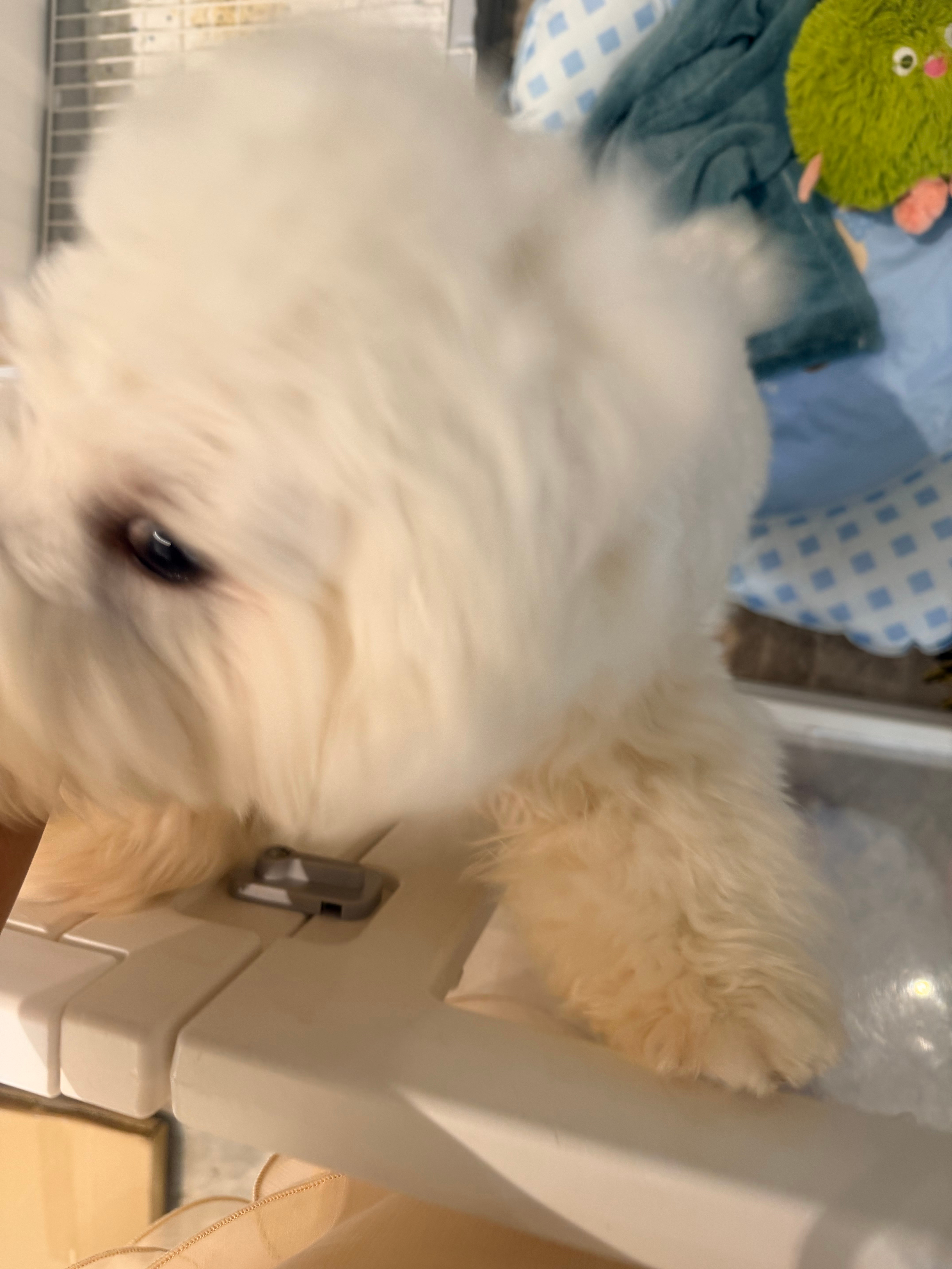 🐱公主晚上好 佛山
